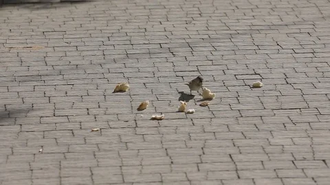 Slow motion of sparrows are eat pieces of bread Stock Footage 97499168