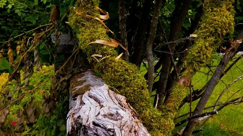 Slow Motion Sparrows flying by Stock Footage 113900213