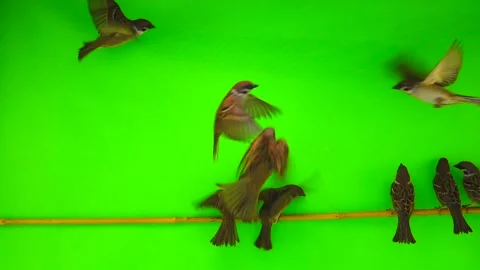 Slow motion sparrows (passer)  sitting on a branch on a green screen Stock-Footage 87980271