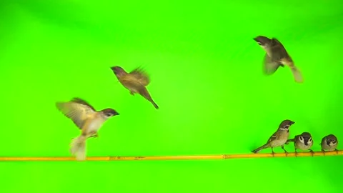 Slow motion sparrows (passer)  sitting on a branch on a green screen Stock Footage 87980436