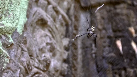 Slow Motion spider at a Cambodian temple, eating an insect in its own web.-Dan Stock Footage 119056221