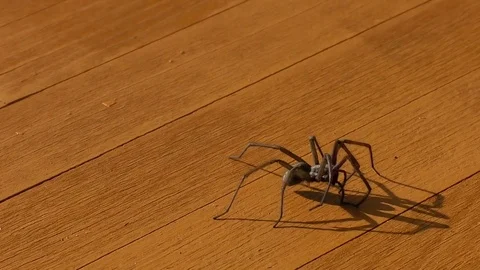 Slow motion: Spider crawling on a yellow wooden table and going over the edge Stock Footage 81481141