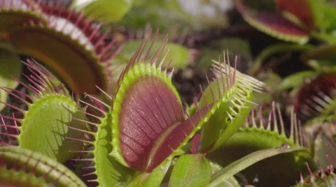 SLOW MOTION: Spider falls in carnivorous plant and escapes Stock Footage 42052736