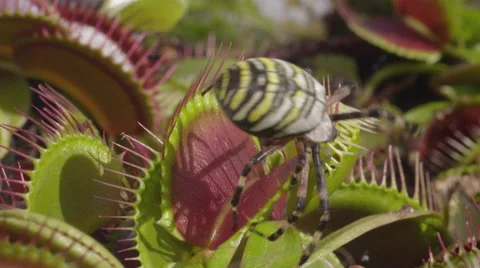 SLOW MOTION: Spider falls in carnivorous plant and escapes Stock Footage 42523003