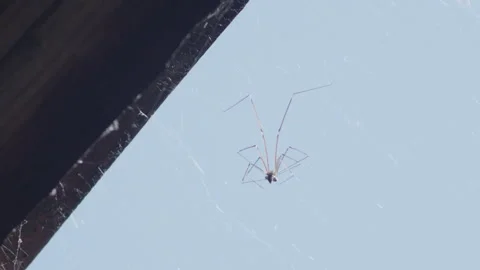 Slow motion spider web on cobweb 4K footage 動画素材 265340323