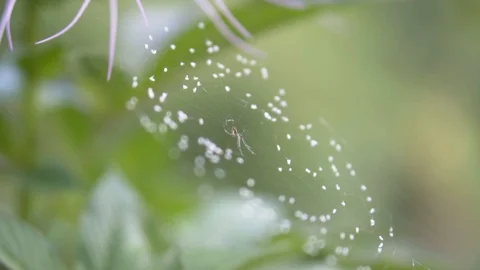 Slow motion spider in web Stock Footage 91434093