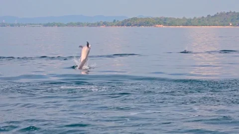 Slow motion of Spinner Dolphins jumping in water and spinning in air. Sri Lanka Stock Footage 123274248