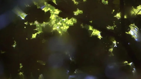 Slow Motion Splash in Puddle Reflecting Leaves Stock Footage 311668945