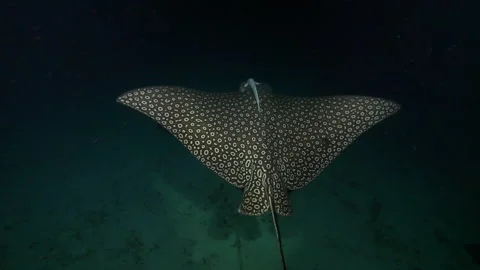 Slow Motion: Spotted eagle ray and shark pup swimming in dark sea-Belize City, B Stock Footage 149108157