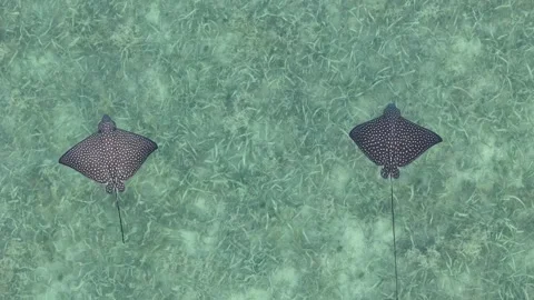 Slow Motion Spotted Eagle Rays Miami FL 2025 Stock Footage 301249167