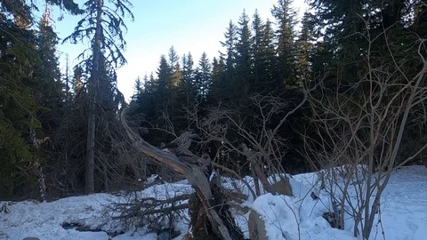 Slow motion of Spotted Nutcracker (Nucifraga caryocatactes) in winter forest. Video stock 123305060