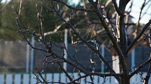 Slow motion of spraying a bare tree, spring Stock Footage 311403844
