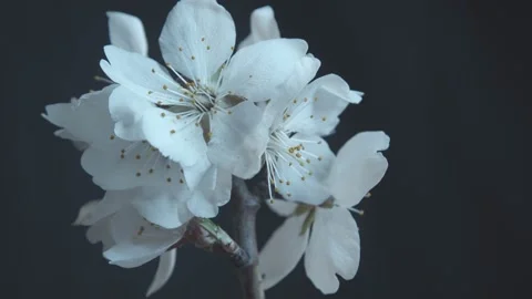 Slow motion. A sprig of blossoming almonds rotates on a dark background. Close u Stock Footage 239325632