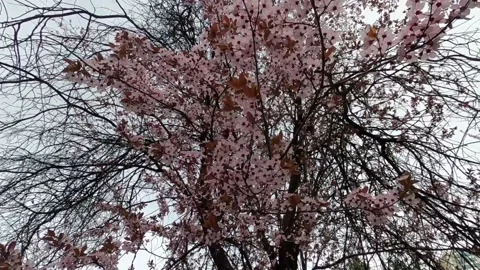 Slow motion spring flowers on branches in the garden Stock Footage 182943055