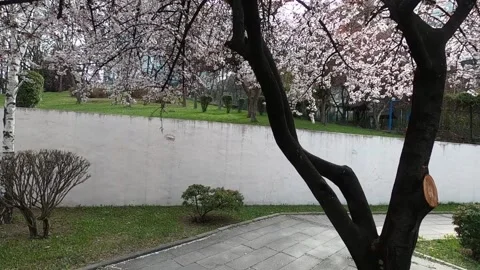 Slow motion spring flowers on branches in the garden Video stock 182946445