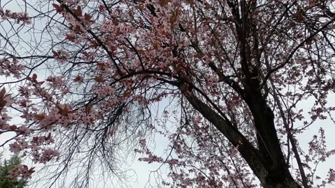Slow motion spring flowers on branches in the garden Video stock 182967267