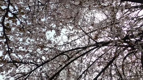 Slow motion spring flowers on branches in the garden Video stock 182978373