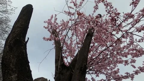 Slow motion spring flowers on branches in the garden Video stock 183024579