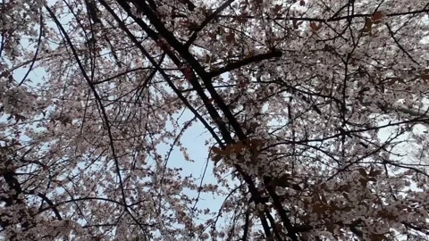 Slow motion spring flowers on branches in the garden Video stock 183034137