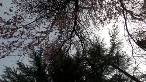 Slow motion spring flowers on branches in the garden Video stock 183034727