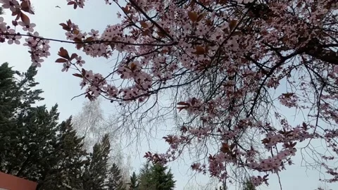 Slow motion spring flowers on branches in the garden Video stock 183034990