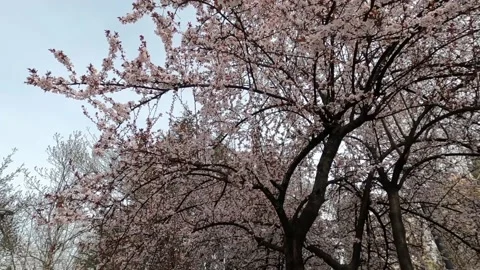 Slow motion spring flowers on branches in the garden Video stock 183036069