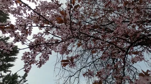 Slow motion spring flowers on branches in the garden Video stock 183036079
