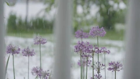 Slow motion spring hail storm falling on flowers Stock Footage 75460501