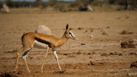 Slow motion: Springbok walks across arid landscape. Distinctive side stripe. Stock Footage 114640002