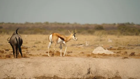 Slow motion: Springbok walks, sniff dry ground. Wildebeest walks into distance Stock Footage 114639953