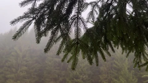 Slow motion of spruce tree branches with raindrops gently swaying Stock Footage 330762195