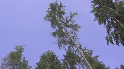 SLOW MOTION: Spruce tree falling down Stock Footage 25541162