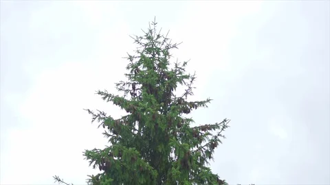 Slow motion of a spruce tree Stock Footage 91514410