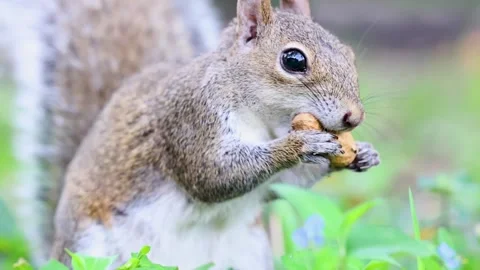 Slow motion squirrel adjusting a peanut in its mouth Stock Footage 260970934