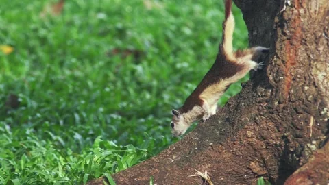 Slow motion squirrel climbing the tree in public park Stockbeeldmateriaal 232966821