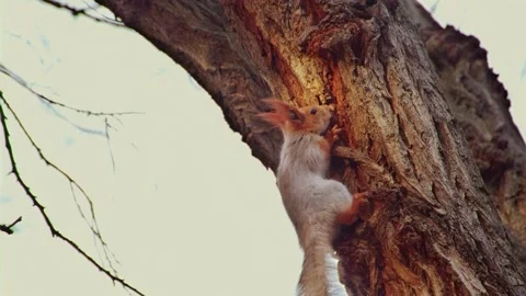 Slow motion of squirrel climbing on the tree in sunset lights Stock Footage 304002697