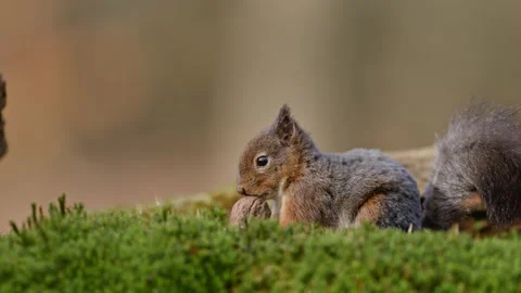 Slow-motion squirrel eating a nut in a lush, green forest in Zeeland Stock Footage 304032742