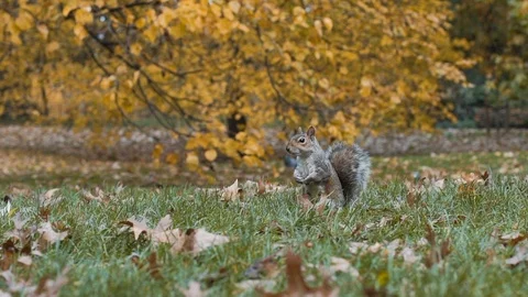 Slow motion squirrel  eating nuts while pigeon passes in front of the camera Stock Footage 101114834