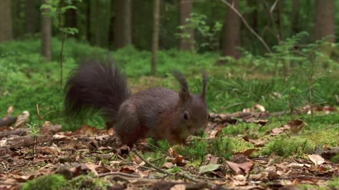 Slow motion of a squirrel finding a nut on the forest floor Stock Footage 324796848