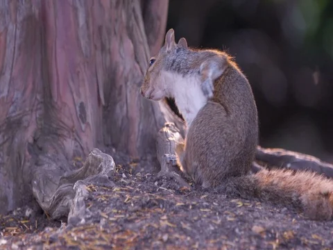 Slow Motion Squirrel Stock Footage 79971808