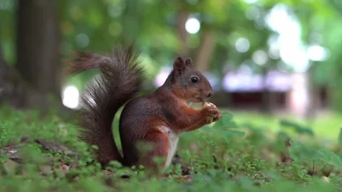 Slow motion. Squirrel on the ground eats an apple in the summer park. Stock Footage 155591610