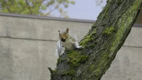 Slow motion squirrel on mossy tree freezes before escaping Vidéo 312770224
