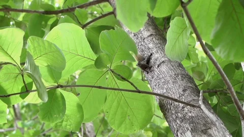 Slow motion of squirrel moving up on big tree with beautiful green leaves 库存影片 111013493