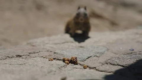 Slow motion of a Squirrel sneaking up and taking a piece of granola in the Stock Footage 227727311