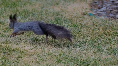 Slow motion of a squirrel at the Temple of Heaven park in Beijing Stock Footage 126461099