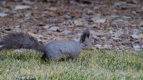 Slow motion of a squirrel at the Temple of Heaven park in Beijing Stock Footage 126461526