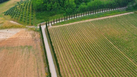 Slow motion stabilized shot - Famous cypress trees row along Tuscany road by POV Stock Footage 128767822