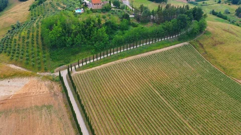 Slow motion stabilized shot - Famous cypress trees row along Tuscany road by POV Stock Footage 128767832