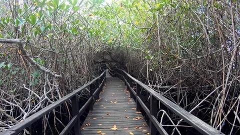 Slow Motion Stabilzed Shot Walking Along Boardwalk In Mangroves, Galapagos Stock Footage 116265423