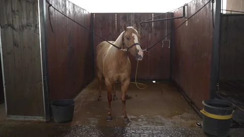 Slow motion stable dolly moving shot in a horse farm at single stallion tied up Stock Footage 136296149